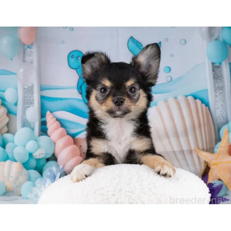 販売中の岐阜県のチワワ(ロングコート)-456090の7枚目