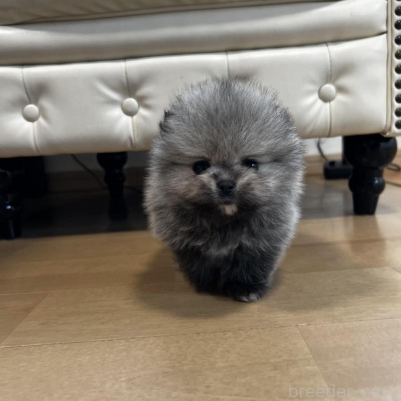 販売中の香川県のポメラニアン-456091の17枚目