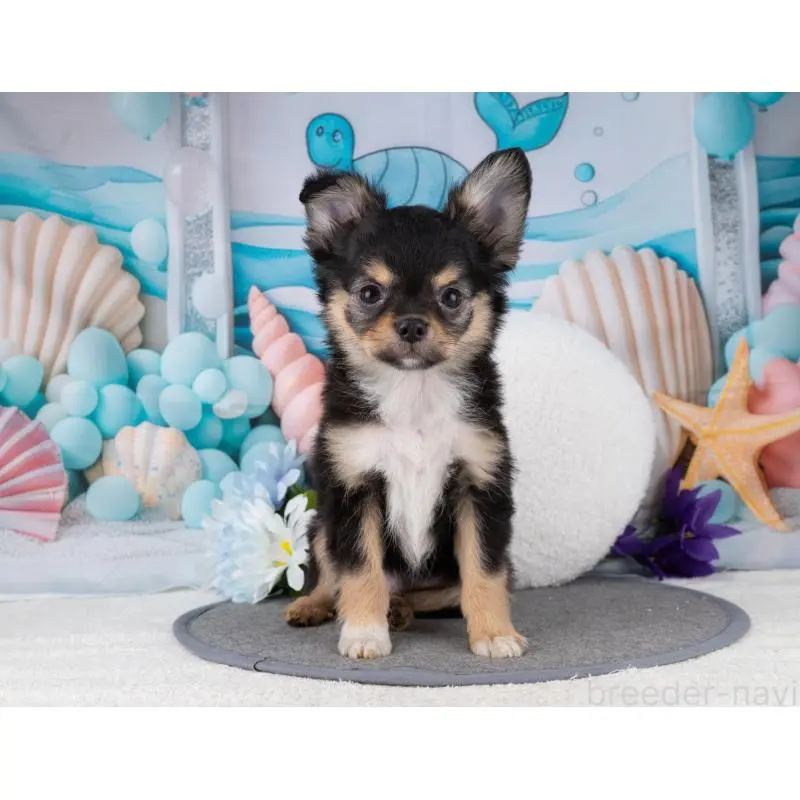 販売中の岐阜県のチワワ(ロングコート)-456090の5枚目