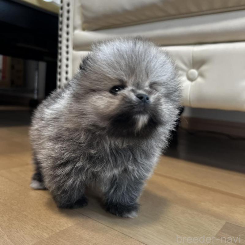 販売中の香川県のポメラニアン-456091の16枚目