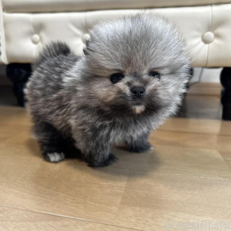 販売中の香川県のポメラニアン-456091の15枚目