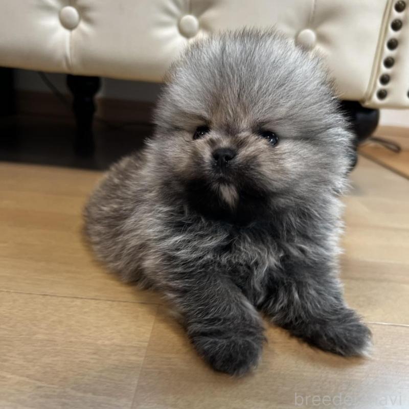 販売中の香川県のポメラニアン-456091の14枚目