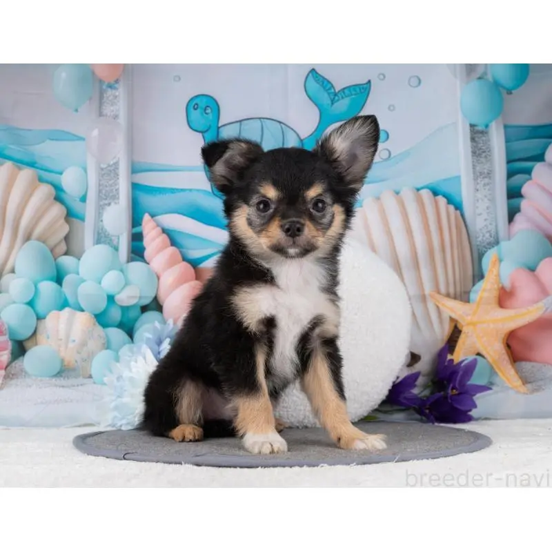 販売中の岐阜県のチワワ(ロングコート)-456090の4枚目