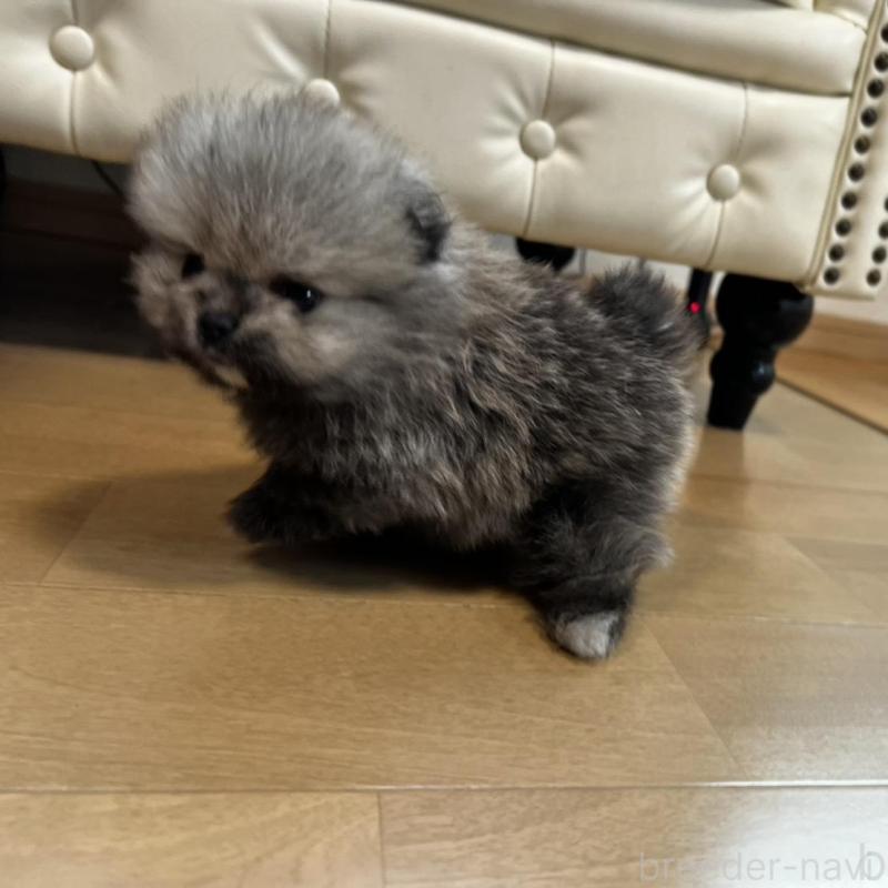 販売中の香川県のポメラニアン-456091の13枚目