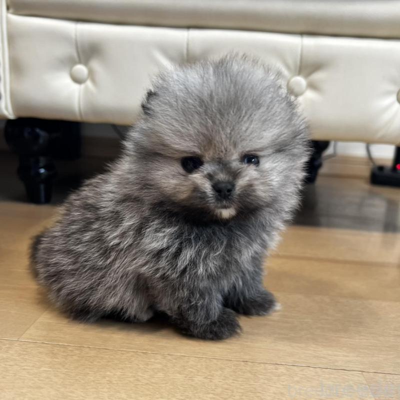 販売中の香川県のポメラニアン-456091の12枚目