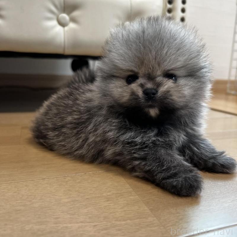 販売中の香川県のポメラニアン-456091の11枚目