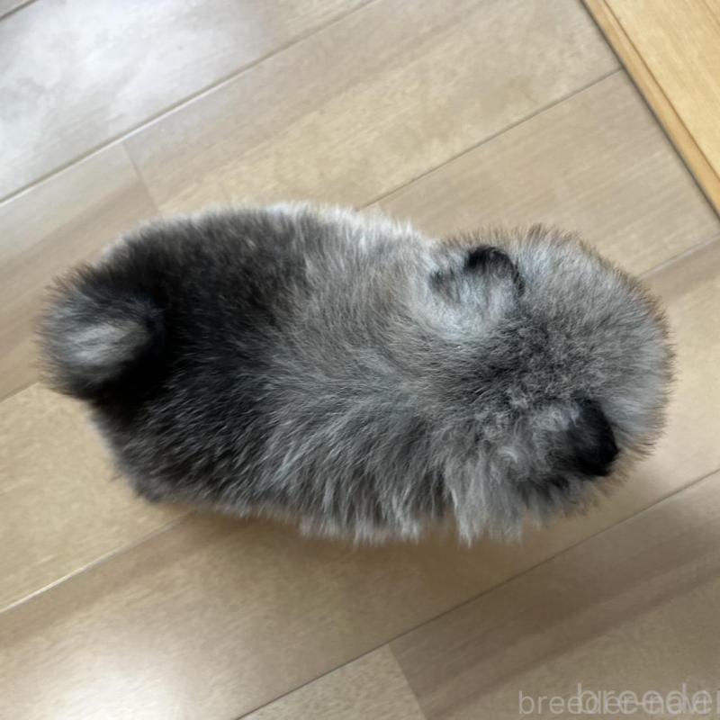 販売中の香川県のポメラニアン-456091の10枚目