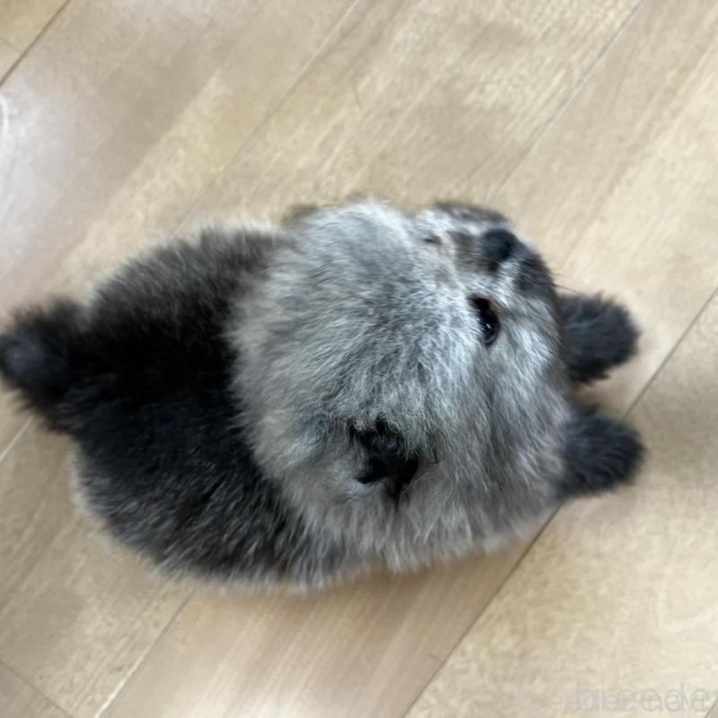 販売中の香川県のポメラニアン-456091の9枚目