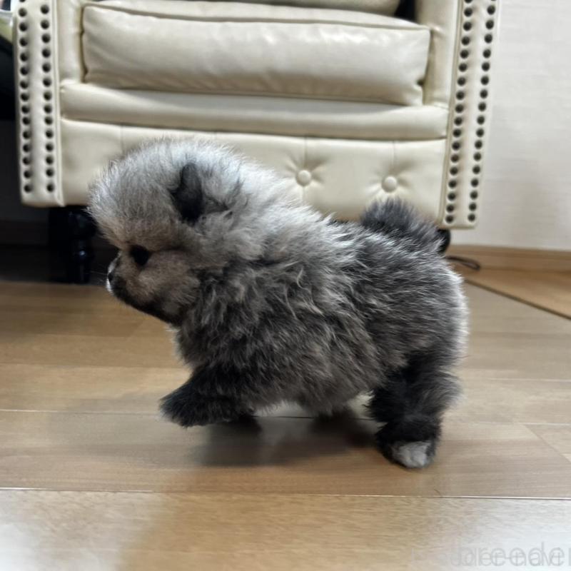 販売中の香川県のポメラニアン-456091の8枚目