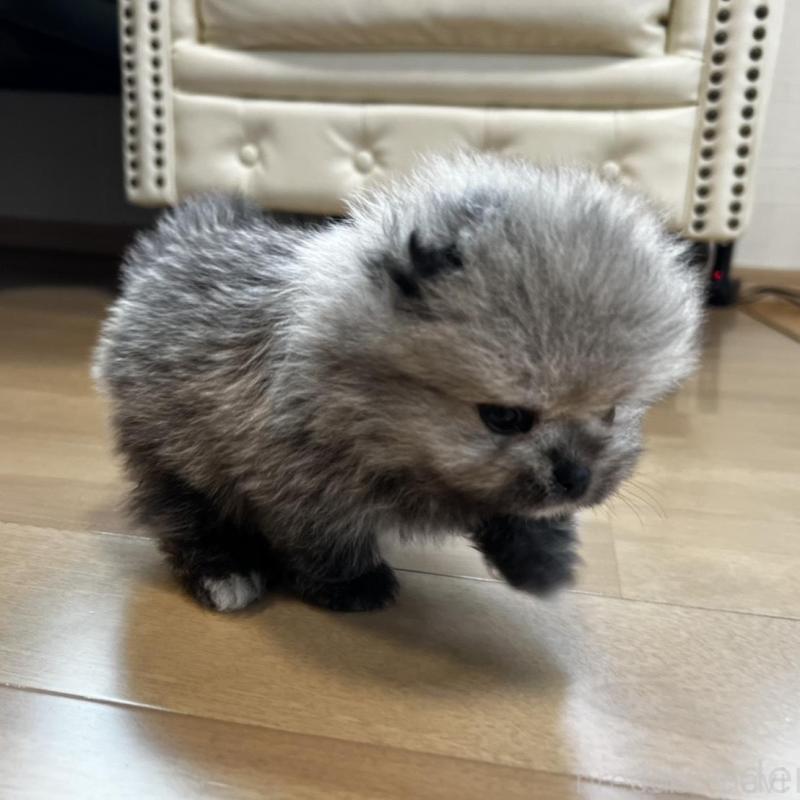 販売中の香川県のポメラニアン-456091の7枚目