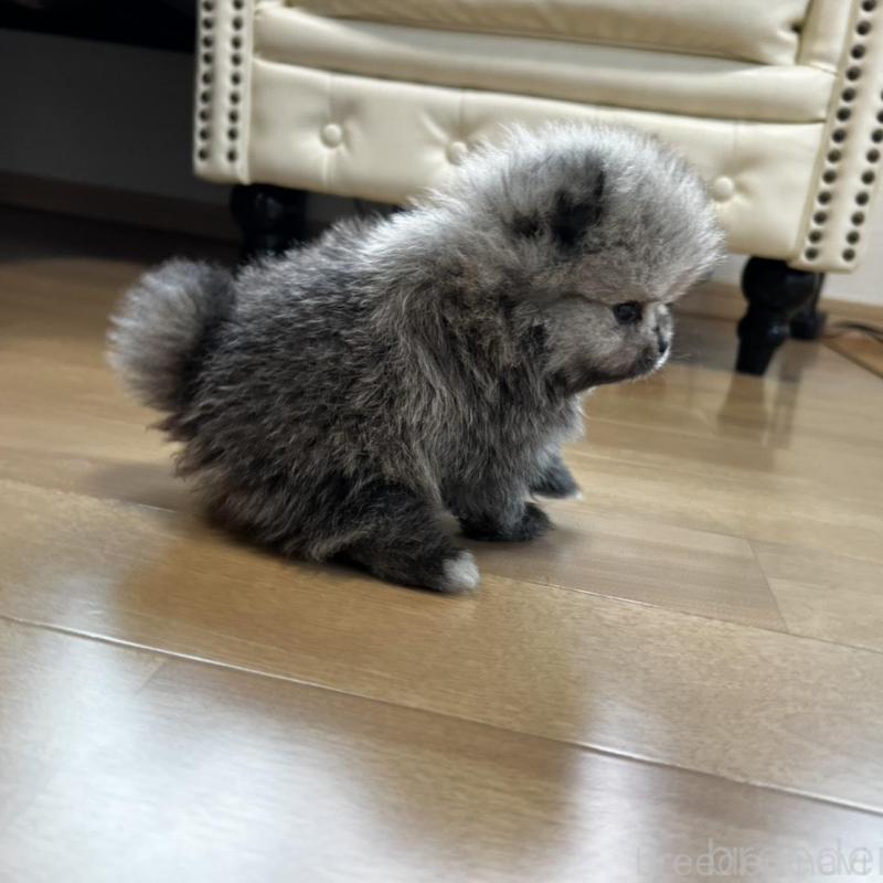 販売中の香川県のポメラニアン-456091の6枚目