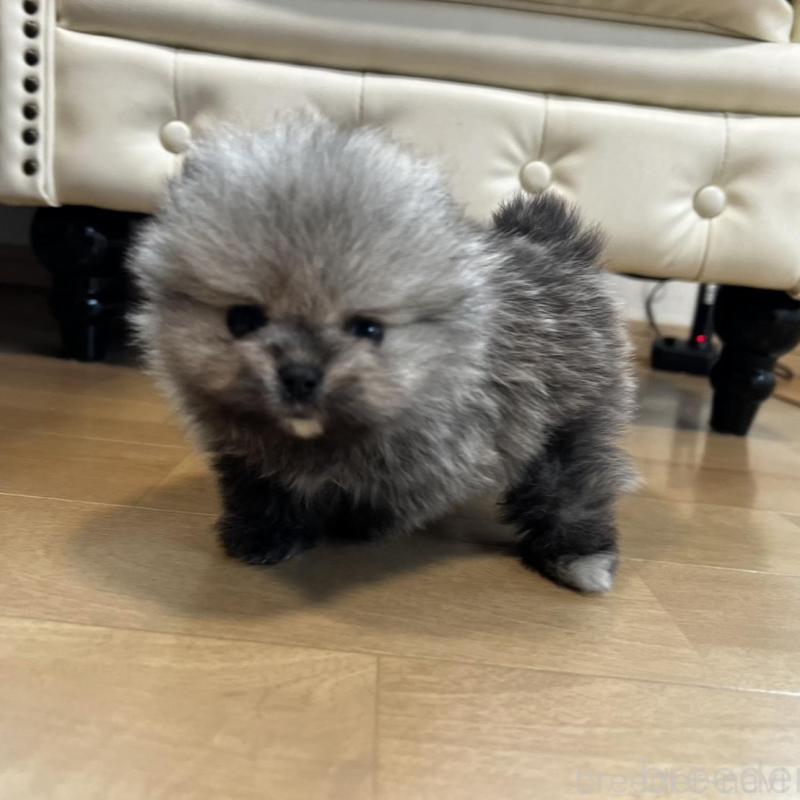 販売中の香川県のポメラニアン-456091の4枚目