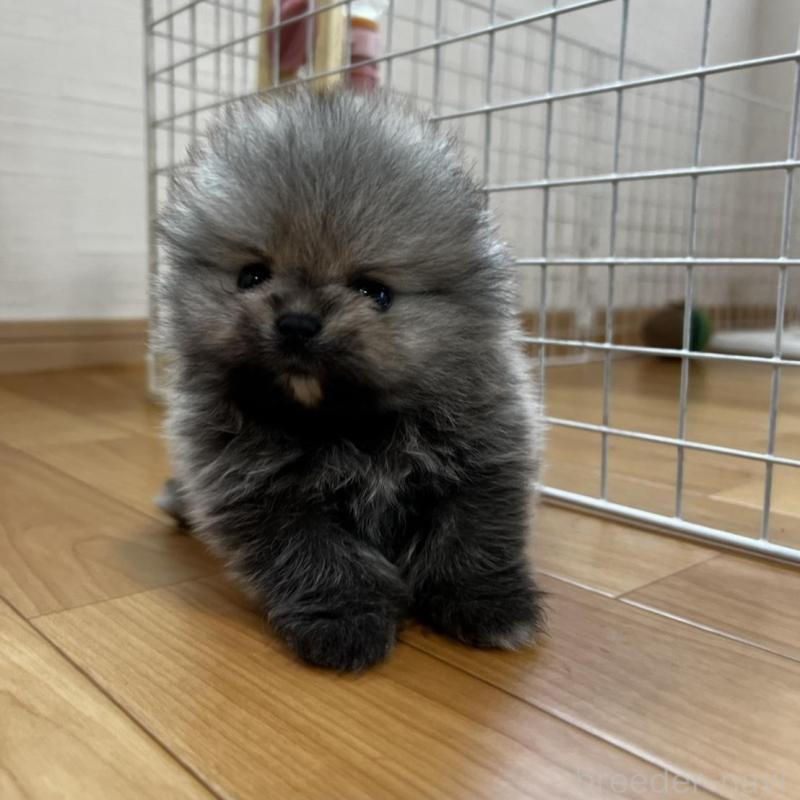 販売中の香川県のポメラニアン-456091の3枚目