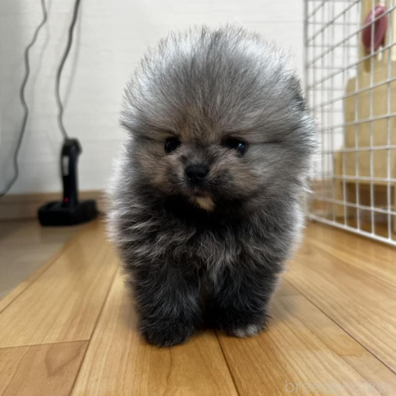 販売中の香川県のポメラニアン-456091の2枚目