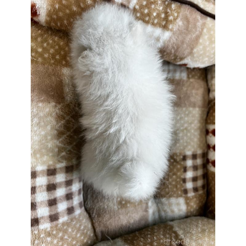 販売中の香川県のポメラニアン-456095の26枚目