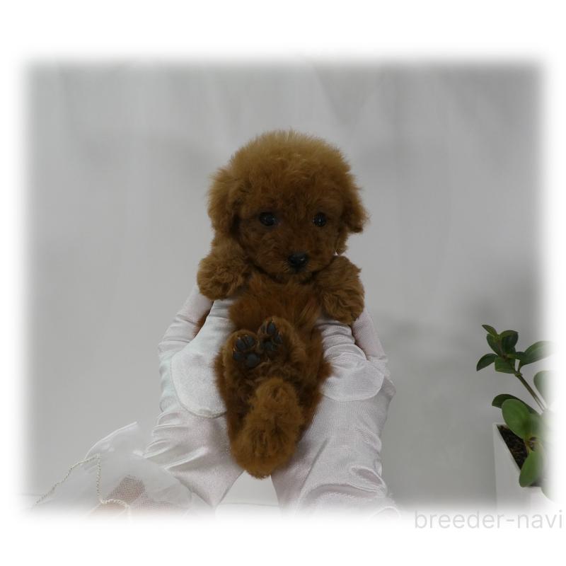 販売中の埼玉県のティーカッププードル-456092の12枚目