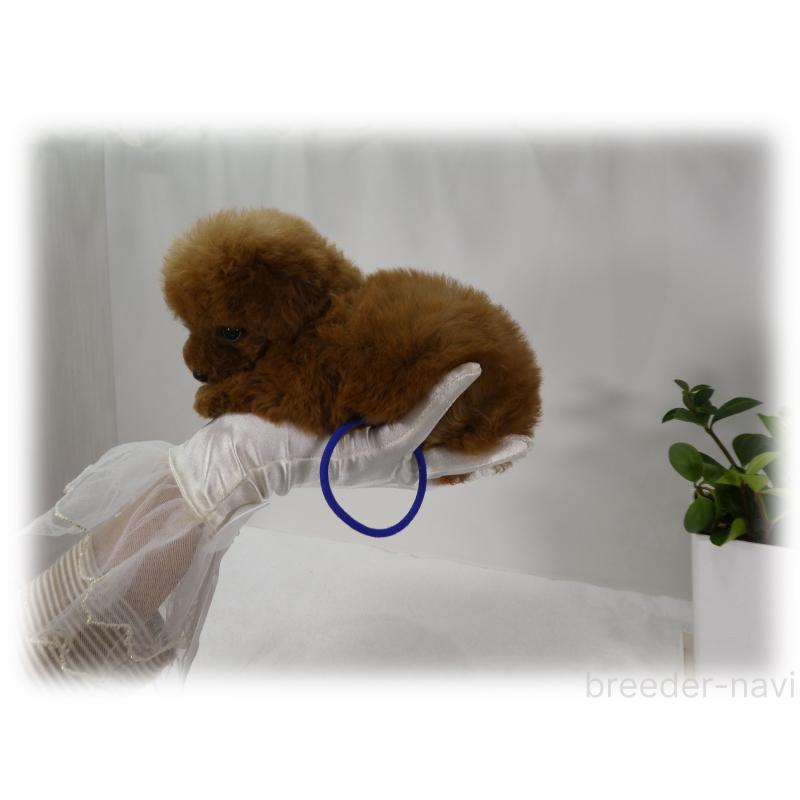 販売中の埼玉県のティーカッププードル-456092の9枚目