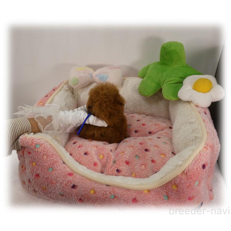 販売中の埼玉県のティーカッププードル-456092の6枚目