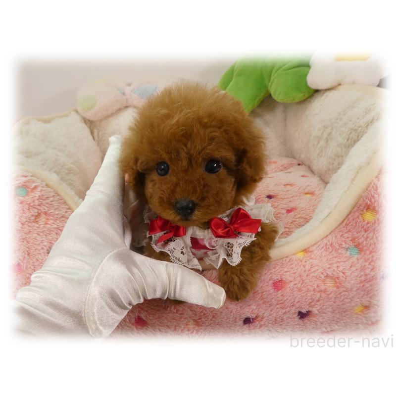 販売中の埼玉県のティーカッププードル-456092の4枚目