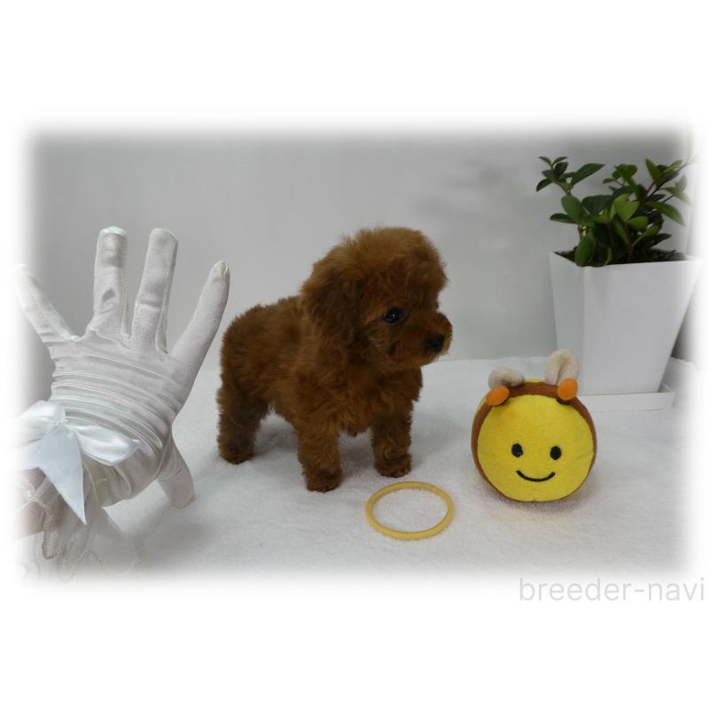 販売中の埼玉県のティーカッププードル-456093の10枚目