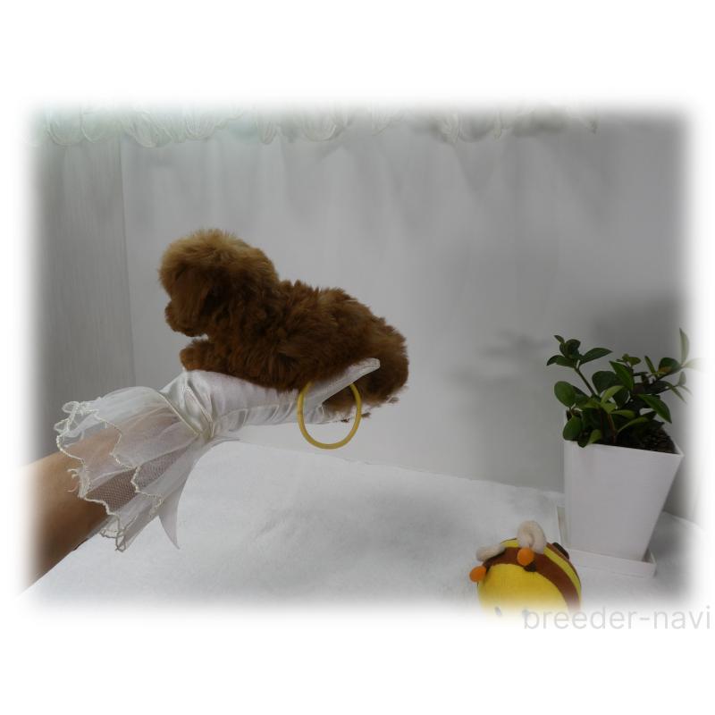 販売中の埼玉県のティーカッププードル-456093の8枚目