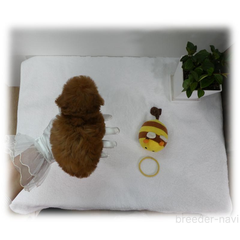 販売中の埼玉県のティーカッププードル-456093の7枚目