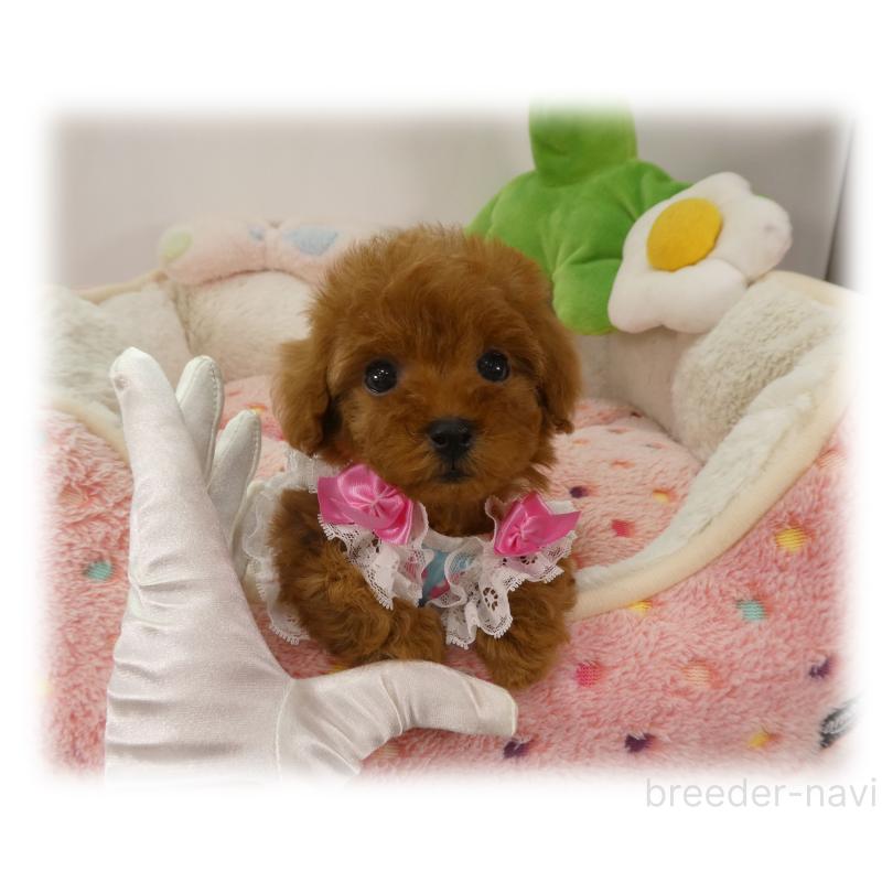 販売中の埼玉県のティーカッププードル-456093の5枚目