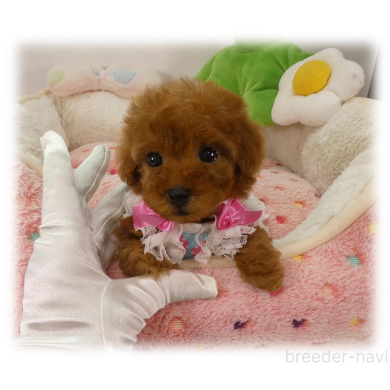 販売中の埼玉県のティーカッププードル-456093の4枚目