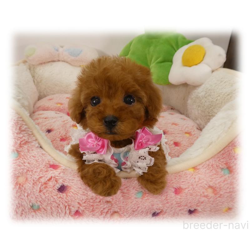 販売中の埼玉県のティーカッププードル-456093の2枚目