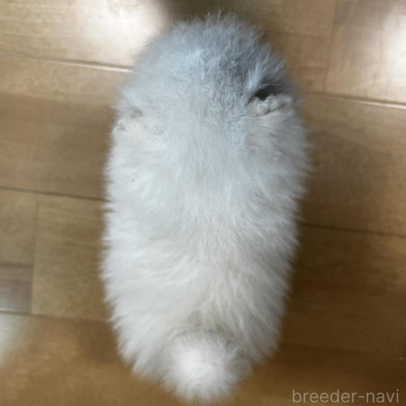 販売中の香川県のポメラニアン-456095の25枚目