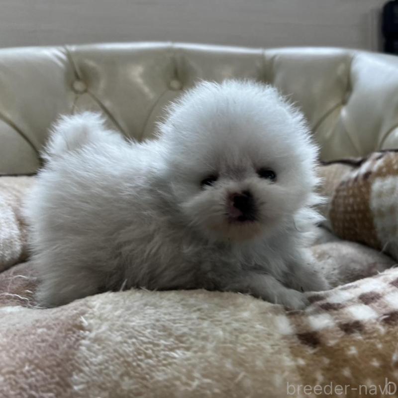 販売中の香川県のポメラニアン-456095の24枚目