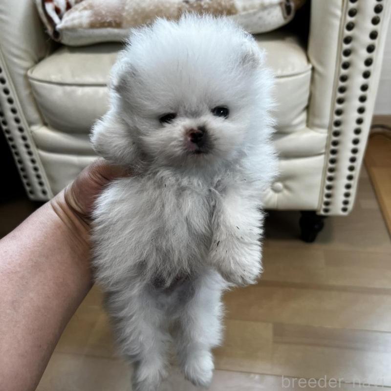 販売中の香川県のポメラニアン-456095の22枚目