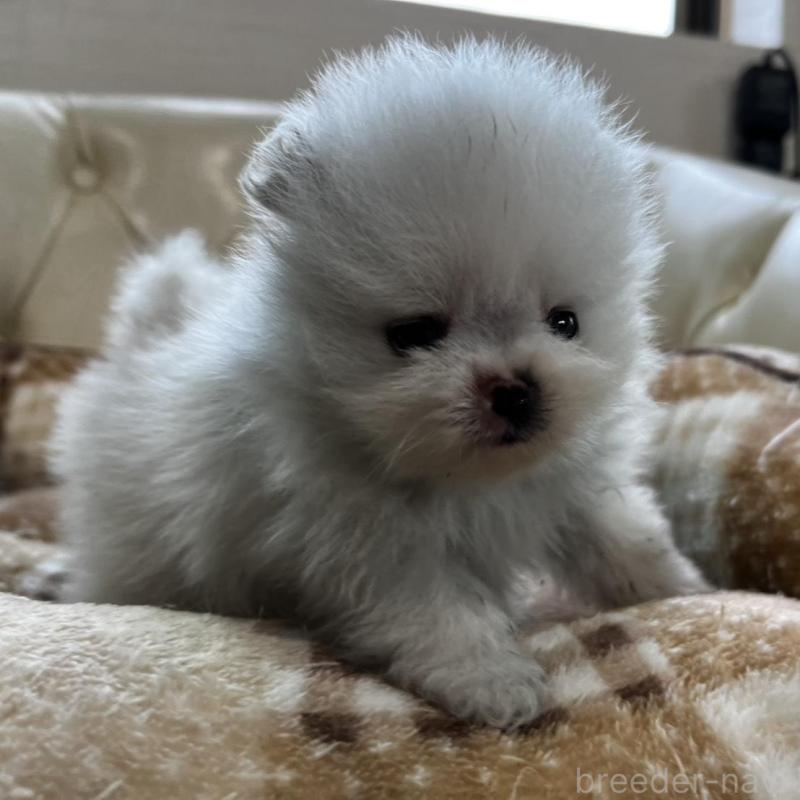 販売中の香川県のポメラニアン-456095の21枚目