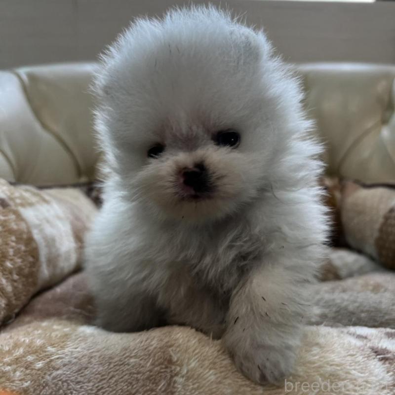 販売中の香川県のポメラニアン-456095の20枚目