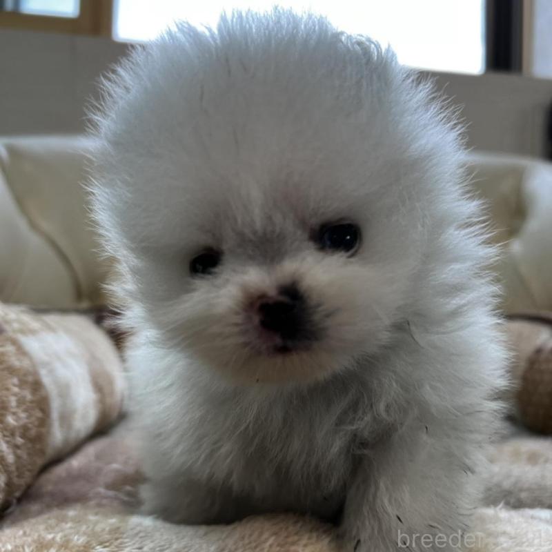 販売中の香川県のポメラニアン-456095の19枚目