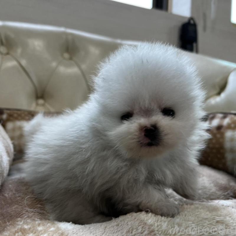 販売中の香川県のポメラニアン-456095の18枚目