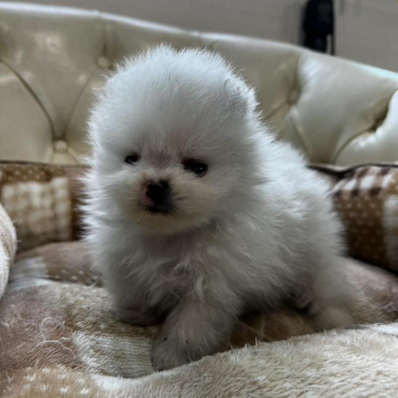 販売中の香川県のポメラニアン-456095の17枚目