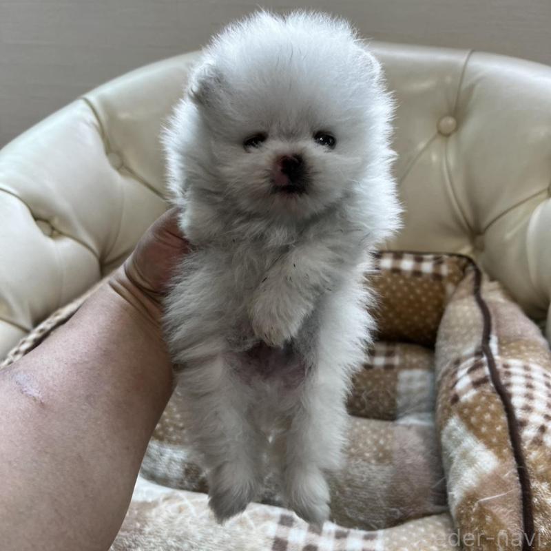 販売中の香川県のポメラニアン-456095の16枚目