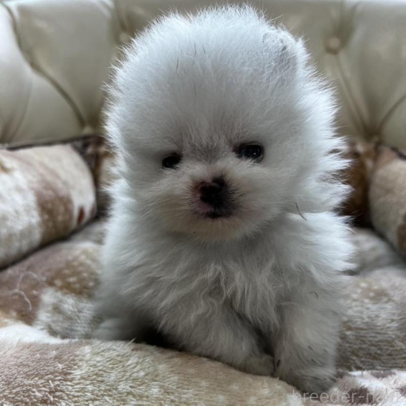 販売中の香川県のポメラニアン-456095の15枚目