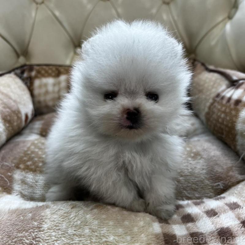 販売中の香川県のポメラニアン-456095の14枚目