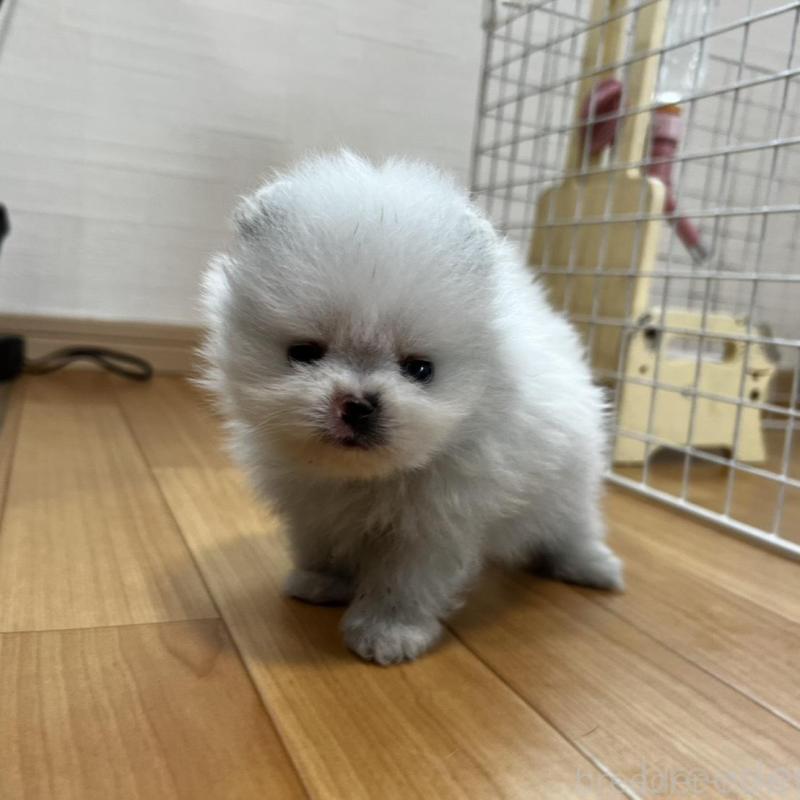 販売中の香川県のポメラニアン-456095の13枚目