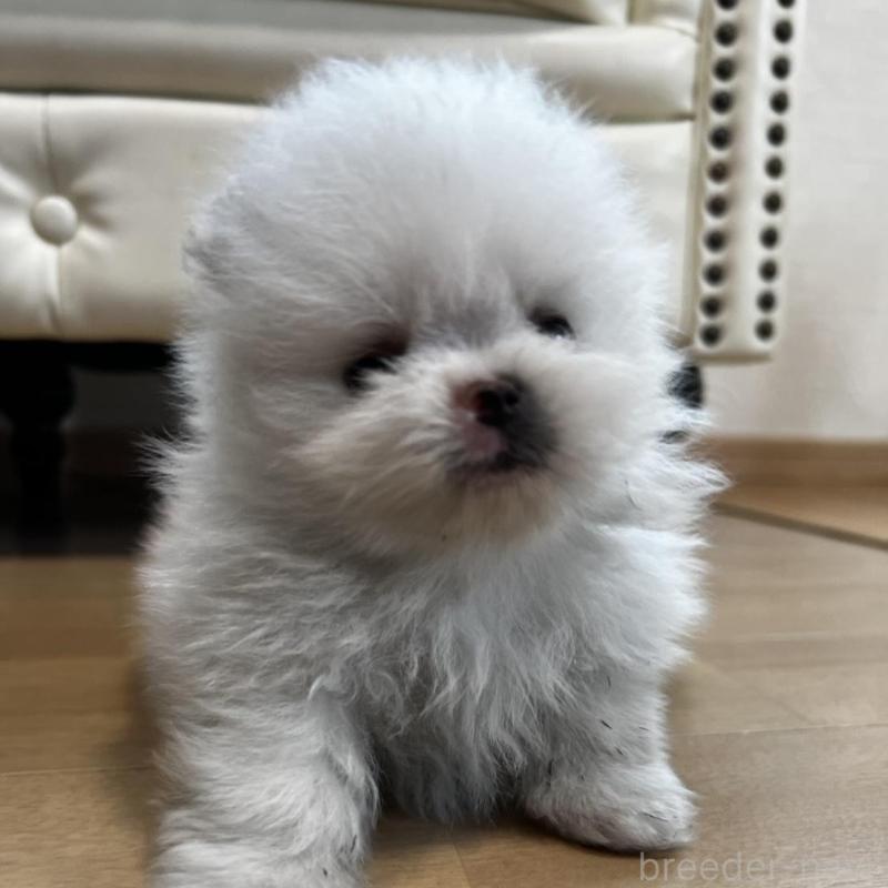 販売中の香川県のポメラニアン-456095の12枚目