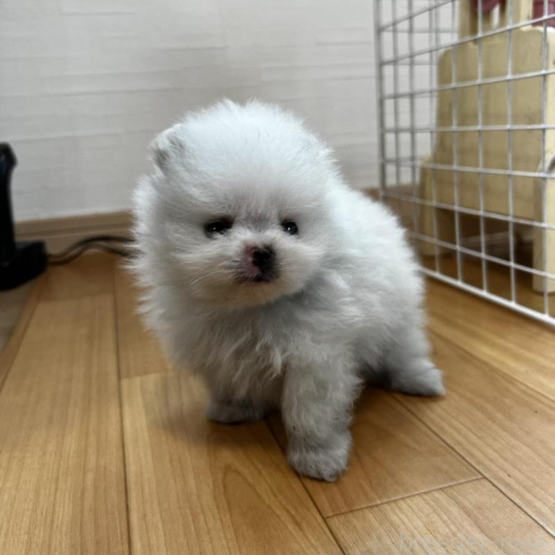 販売中の香川県のポメラニアン-456095の11枚目