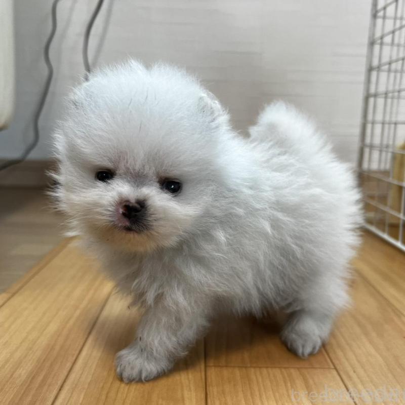 販売中の香川県のポメラニアン-456095の10枚目