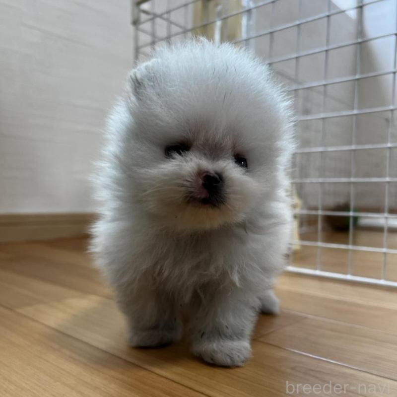 販売中の香川県のポメラニアン-456095の9枚目