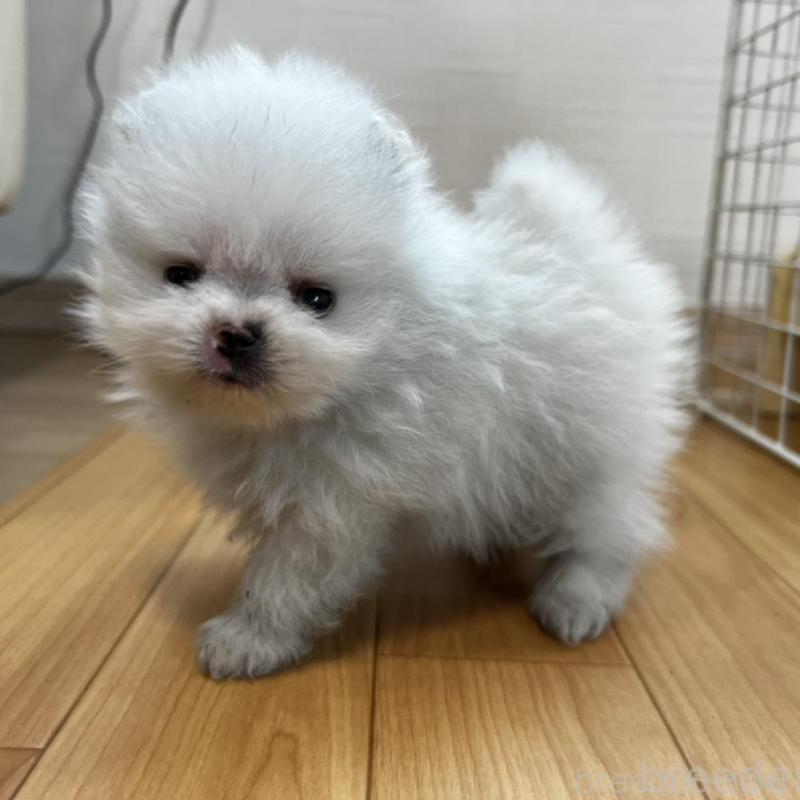 販売中の香川県のポメラニアン-456095の8枚目