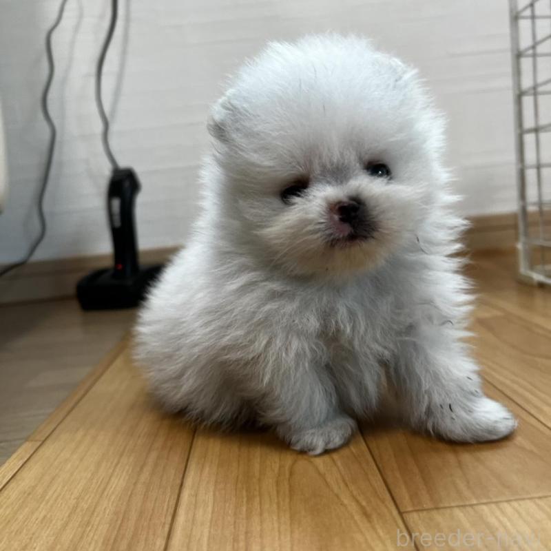 販売中の香川県のポメラニアン-456095の7枚目