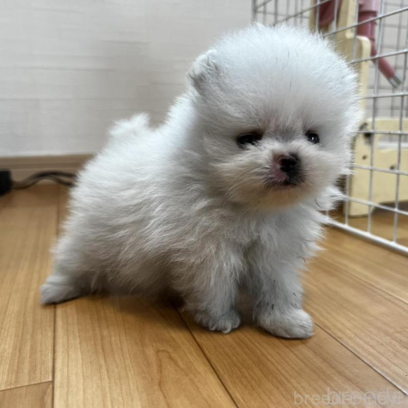 販売中の香川県のポメラニアン-456095の6枚目