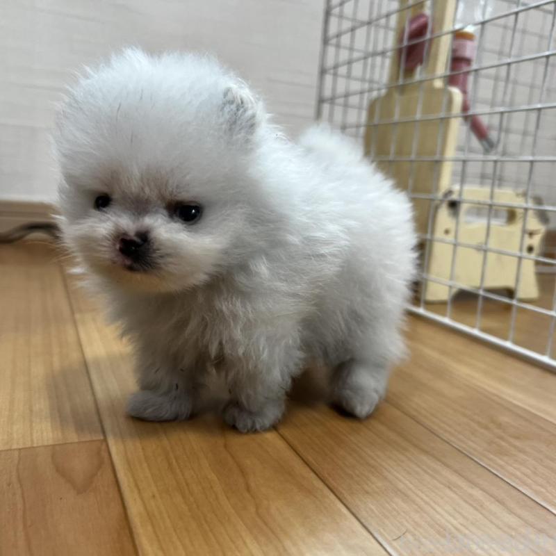 販売中の香川県のポメラニアン-456095の5枚目