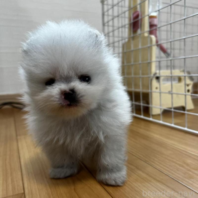 販売中の香川県のポメラニアン-456095の4枚目